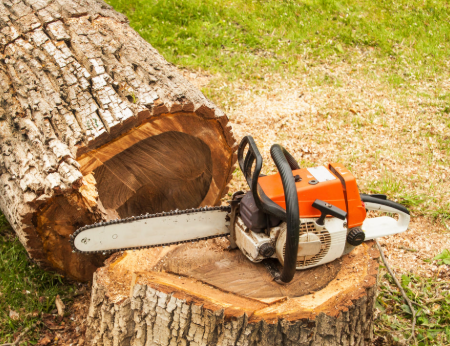 Tree-Removal-1