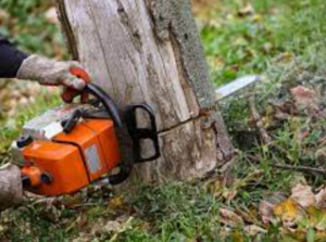 Tree-Removal-2-300x223
