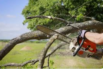 Tree-Removal